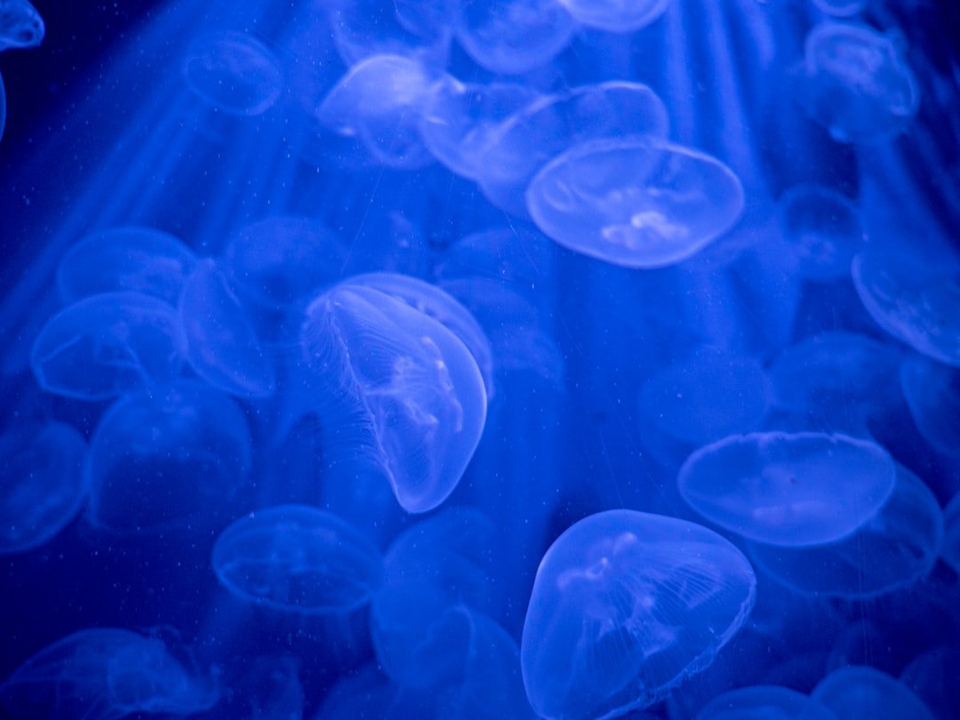 blue jellyfish in water during daytime