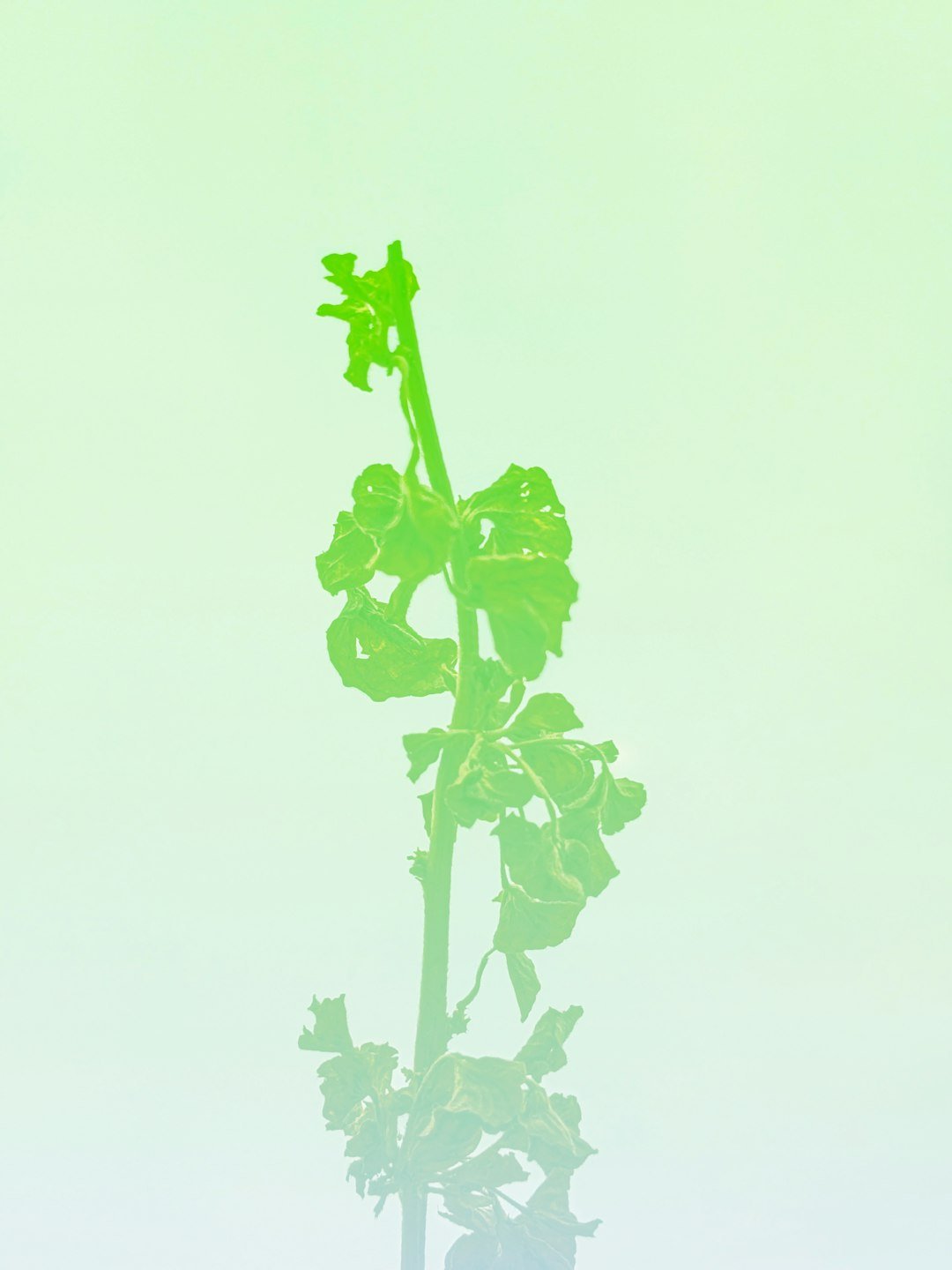 a plant that is growing out of the ground